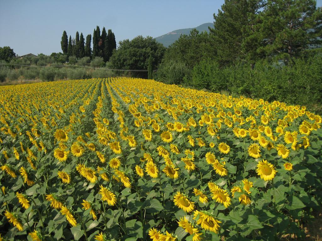 Agriturismo Il Caio Cetona Ngoại thất bức ảnh